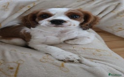 Cavalier King Charles Spaniel dogs for sale: Beautiful cavalier king charles spaniel puppy  - Image 7