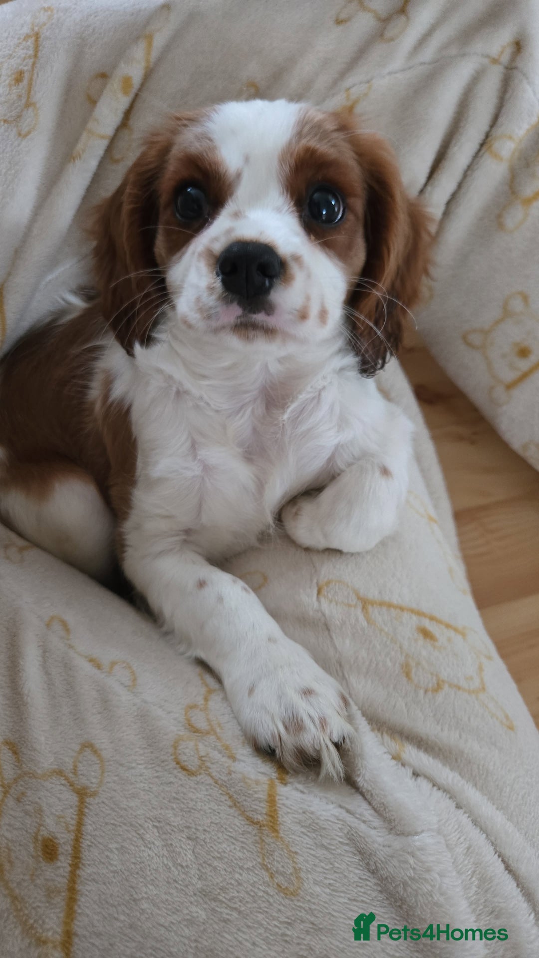 Cavalier King Charles Spaniel dogs for sale: Beautiful cavalier king charles spaniel puppy  - Image 7