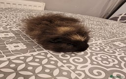 Guinea Pig rodents for sale: 2 swiss Males guinea pigs - Image 3