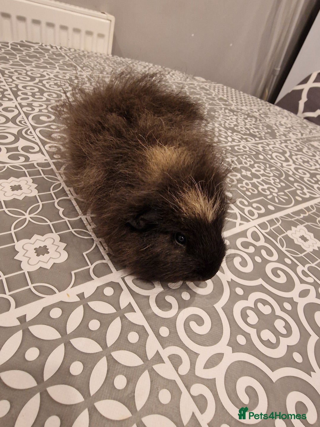Guinea Pig rodents for sale: 2 swiss Males guinea pigs - Image 3