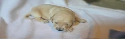 Golden Retriever dogs for sale: KC Registered Show Line Golden Retriever Puppies - Advert 32