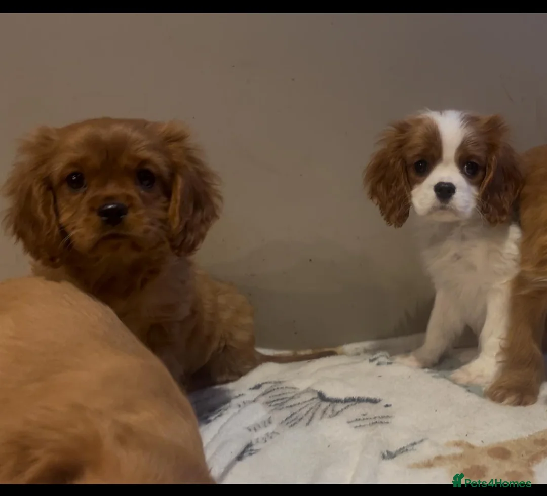 Cavalier King Charles Spaniel dogs for sale: King Charles Cavalier - Advert 2