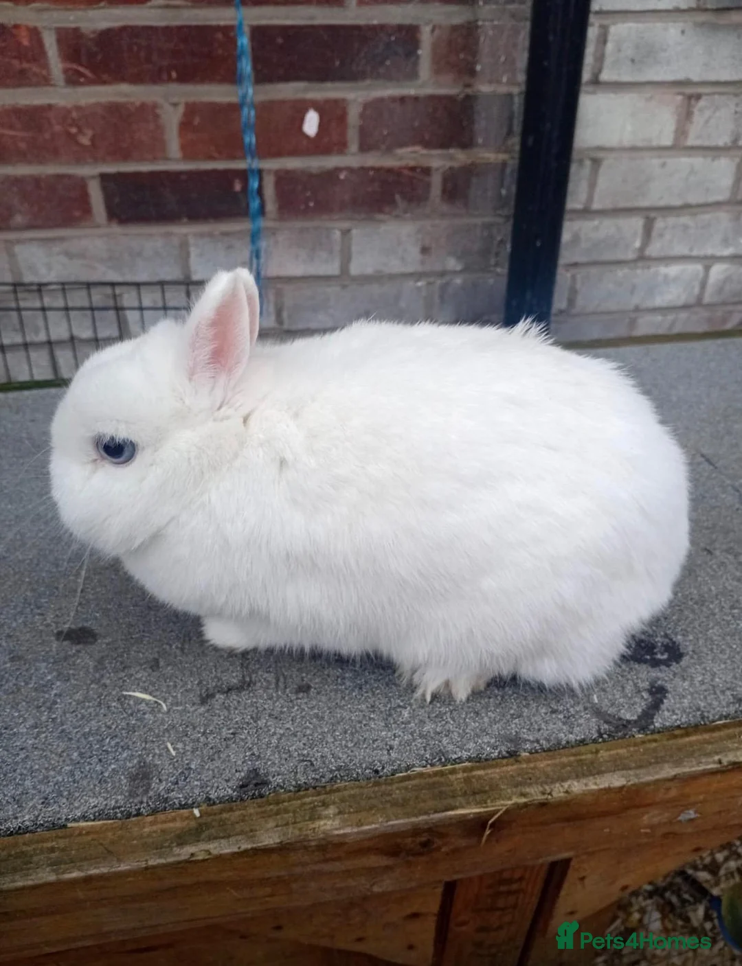 Netherland Dwarf rabbits for sale: Netherland dwarf rabbits  - Advert 6