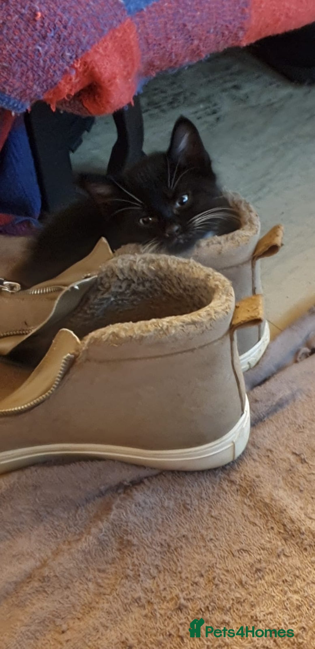 Mixed Breed cats for sale: Kittens for loving home  - Image 2