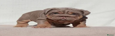 English Bulldog 2