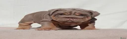 English Bulldog dogs for sale: 2 Handsome boys 💙 in Swindon - Advert 10
