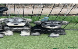 Miniature Schnauzer dogs for sale: Last girl left KC register - Image 5