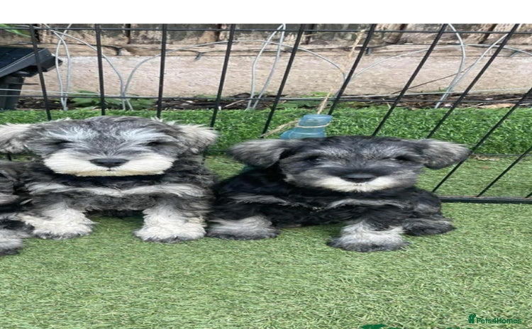 Miniature Schnauzer dogs - Advert 2