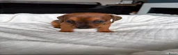 Mixed Breed dogs for sale: Miniature Dachshund cross puppies  - Advert 24