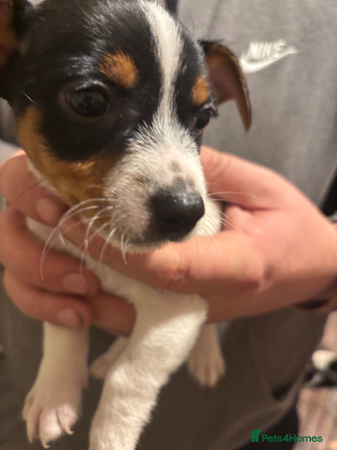 Jack Russell dogs for sale: Beautiful Jack Russell puppies  - Advert 8