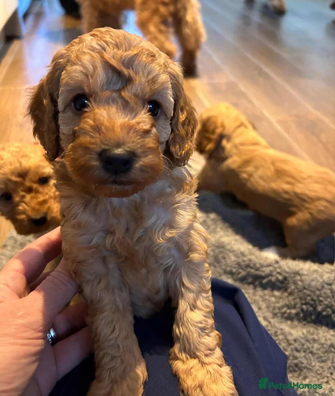 Cockapoo dogs for stud: Proven F1 cockerpoo for Stud in Sutton-in-Ashfield - Advert 15
