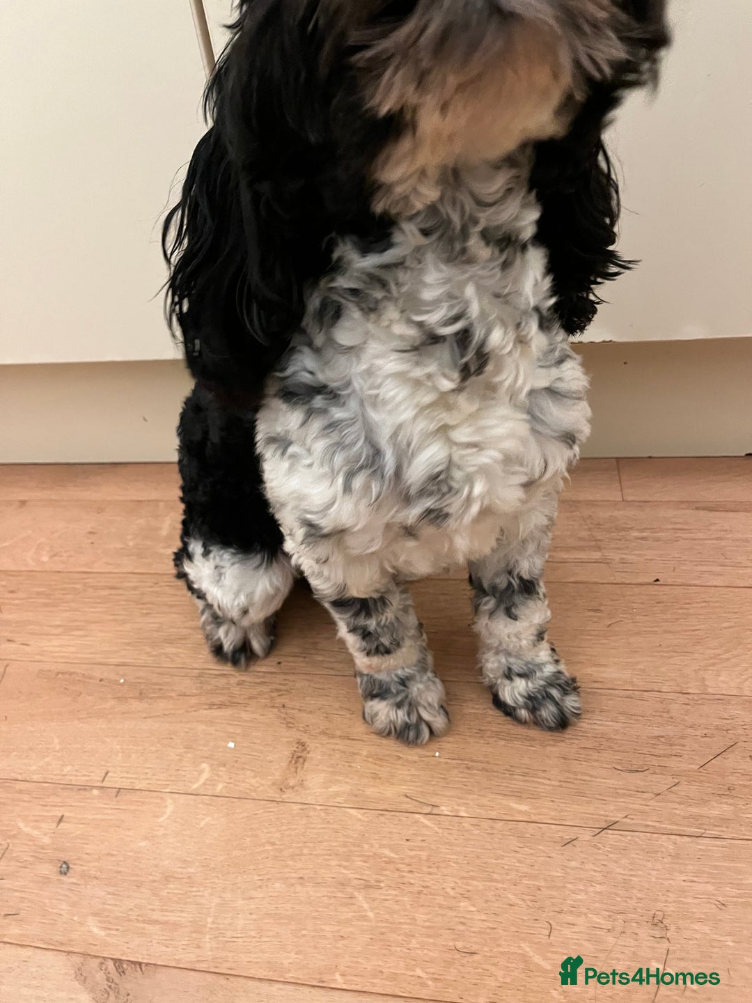 Cockapoo dogs for sale: 2year old cockerpoo boy - Advert 3