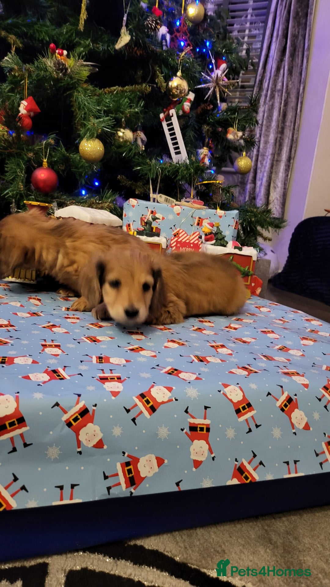 Miniature Dachshund dogs for sale: Miniature long haired daschunds  - Advert 11