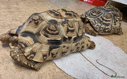 Tortoise reptiles for sale: Leopard Tortoise Pair - Image 3