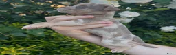 Olde English Bulldogge dogs for sale: 7 old tyme bulldog puppies available  - Advert 26