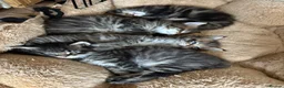 Maine Coon cats for sale: Tufty ears and big paws  - Advert 3