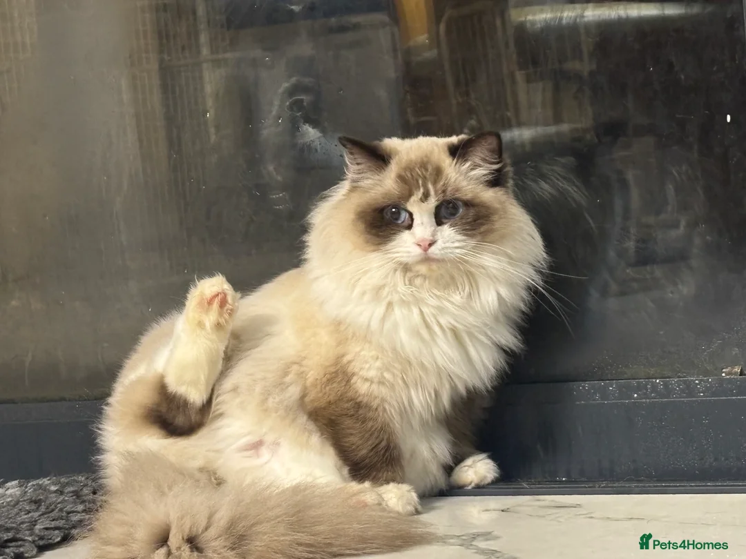Ragdoll cats for sale: ‼️Attention please ‼️ - Advert 2
