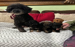 Toy Poodle dogs for sale: Beautiful Toy Poodle Puppies - Image 19