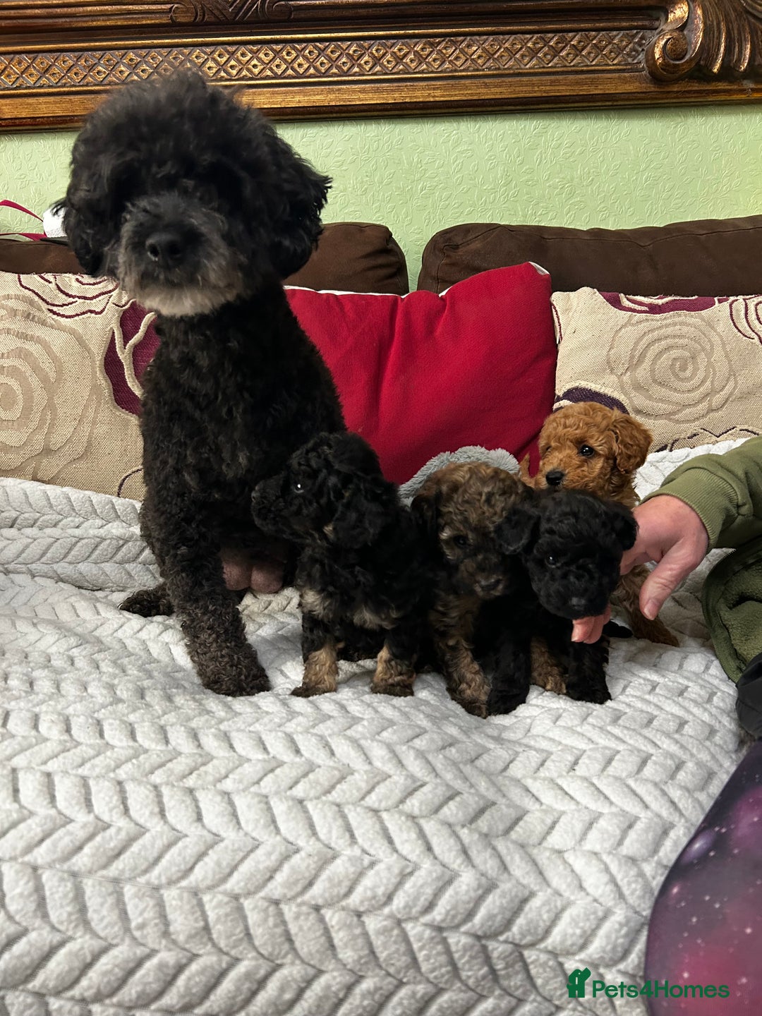 Toy Poodle dogs for sale: Beautiful Toy Poodle Puppies - Image 19