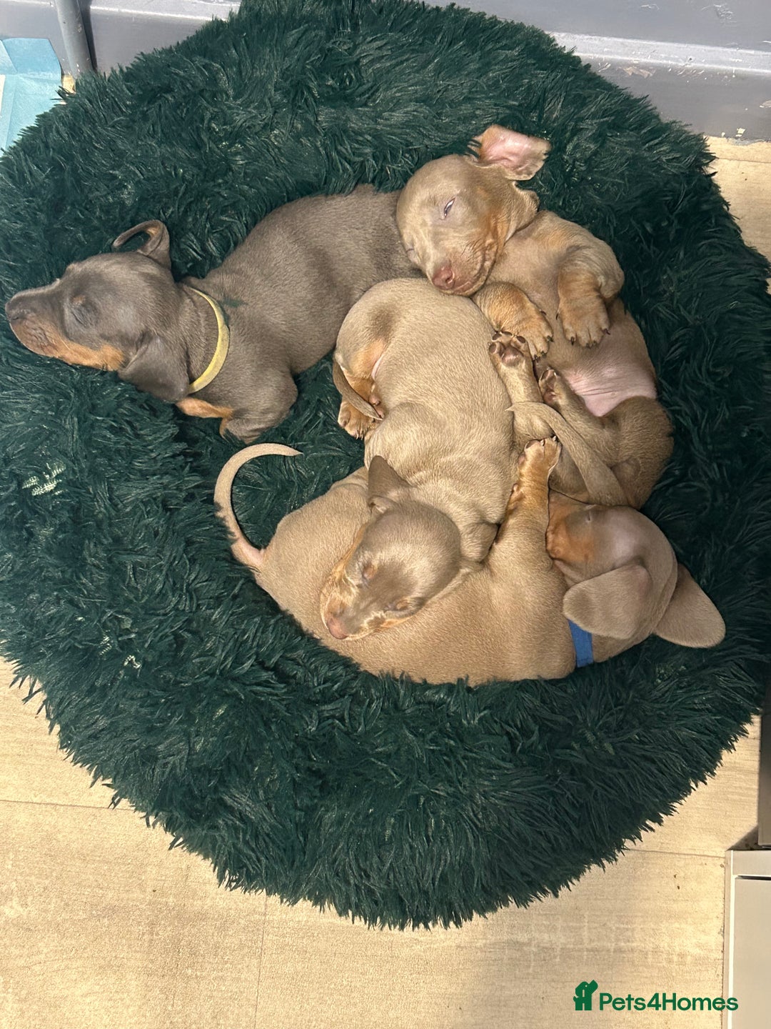 Miniature Dachshund dogs for sale: 💙Miniature Dachshund Puppies – Isabella & Blue 💖 - Image 11