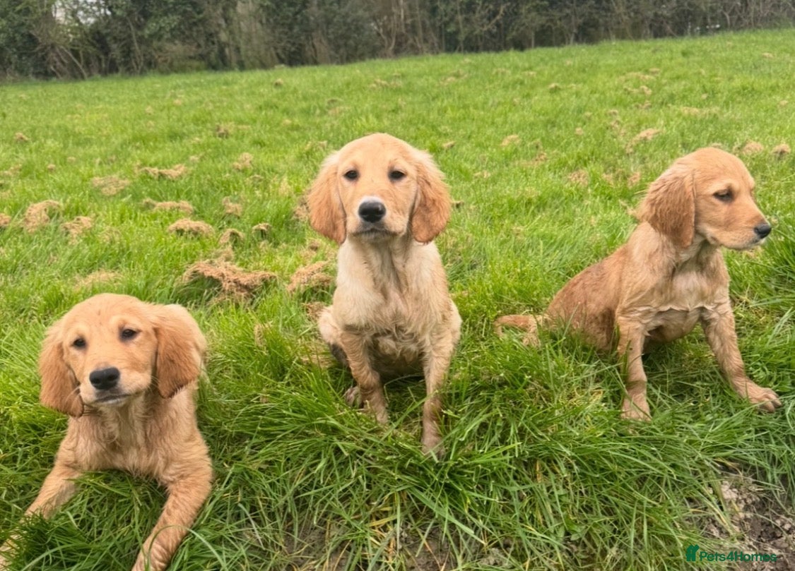 Golden Retriever dogs Health checked vaccinated Puppies - Advert 1
