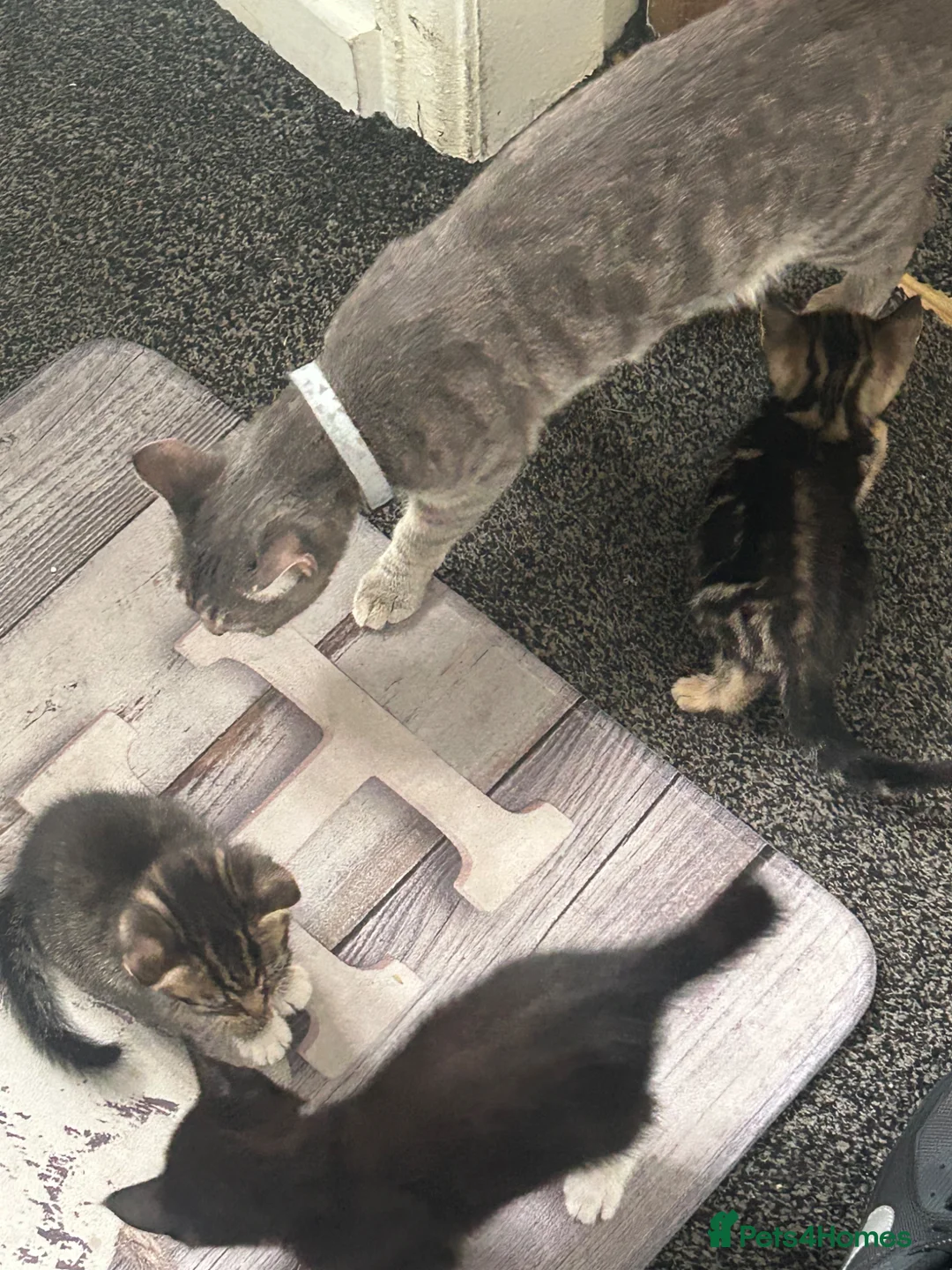 Mixed Breed cats for sale: 3 kittens breed is bengal/tabby/tuxedo mix  - Advert 8
