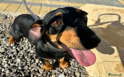 Mixed Breed dogs for sale: Jack Russell x Dachshund  - Image 7