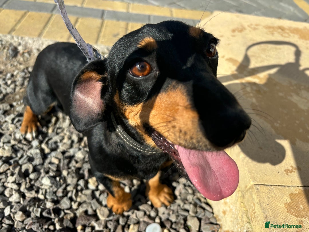 Mixed Breed dogs for sale: Jack Russell x Dachshund  - Image 7
