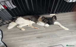 Akita dogs for sale: Female Akita  - Image 3