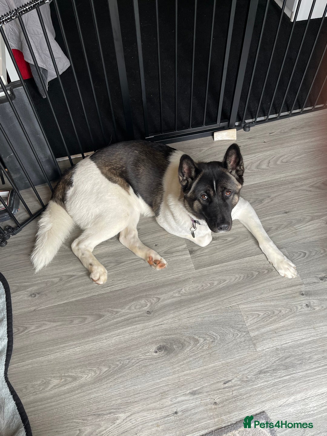 Akita dogs for sale: Female Akita  - Image 3