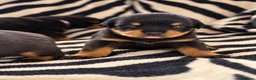 Rottweiler dogs for sale: KC Registered Rottweilers puppies  - Advert 5