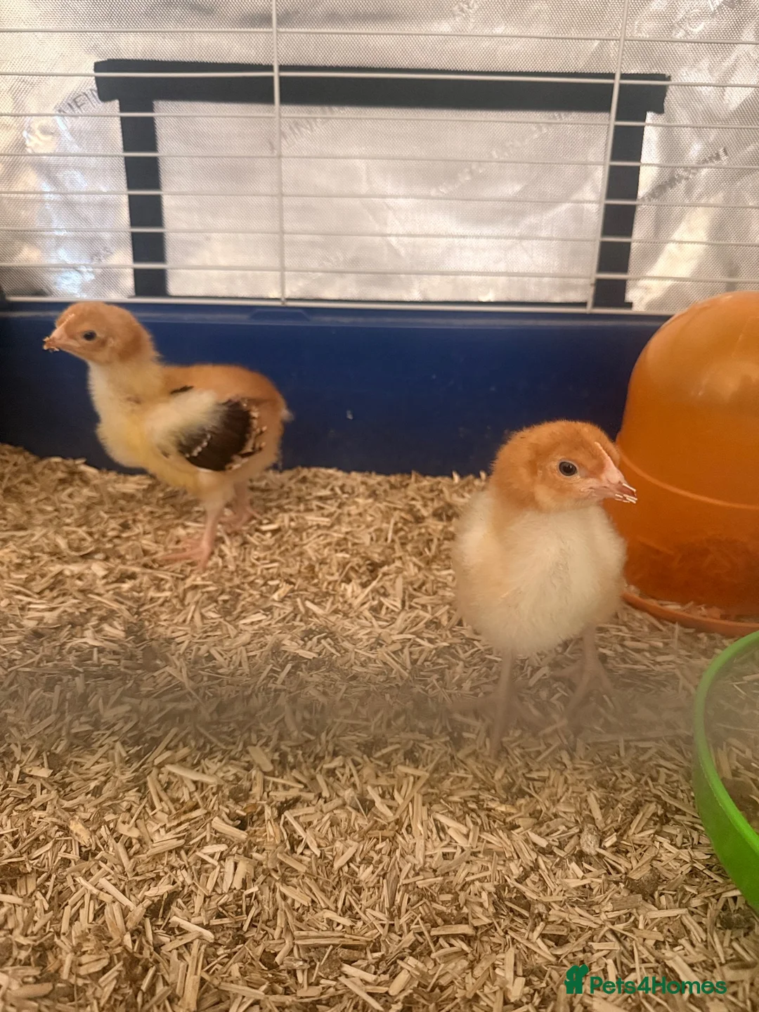 Chickens poultry for sale: Unsexed speckled Sussex chickens   - Advert 5