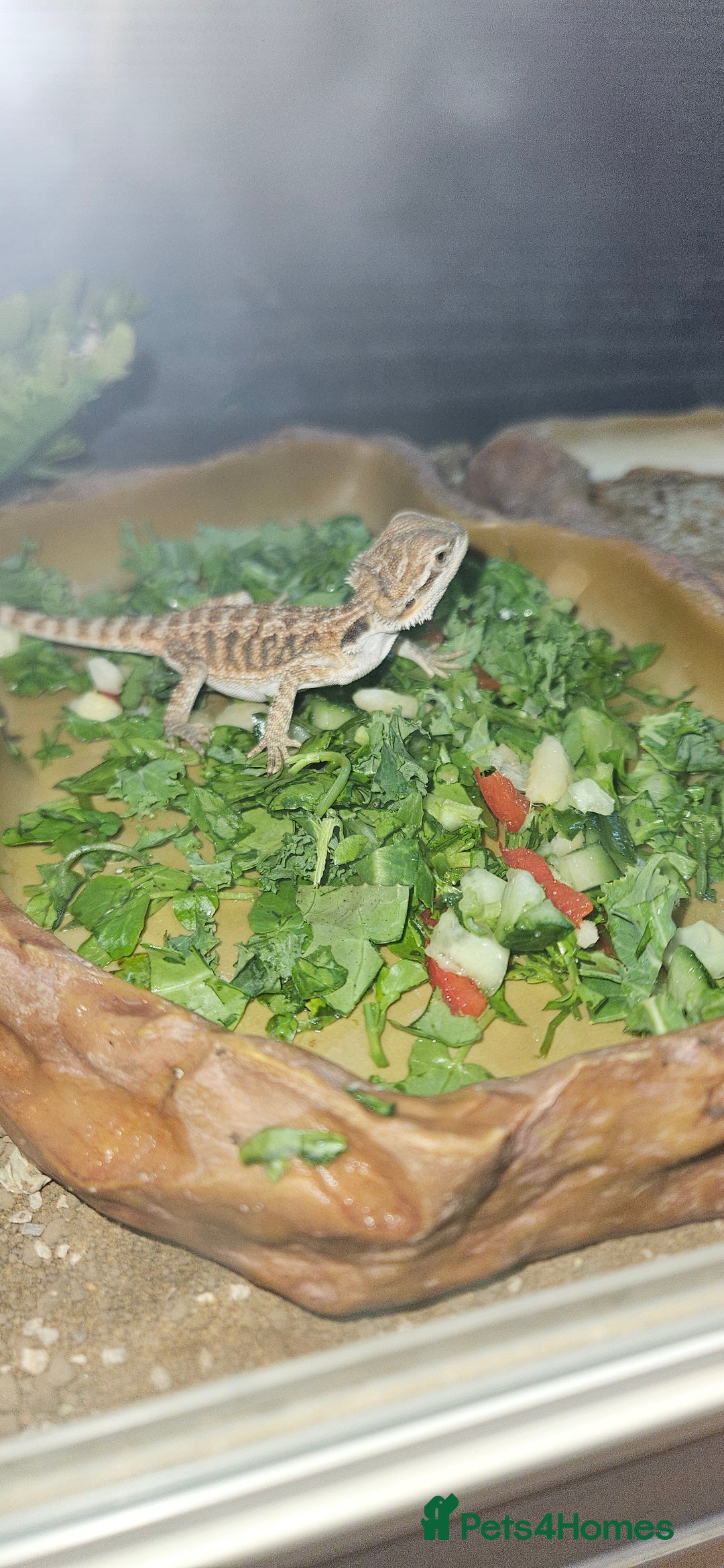 Bearded Dragon reptiles for sale: Bearded dragon & full set up - Advert 5