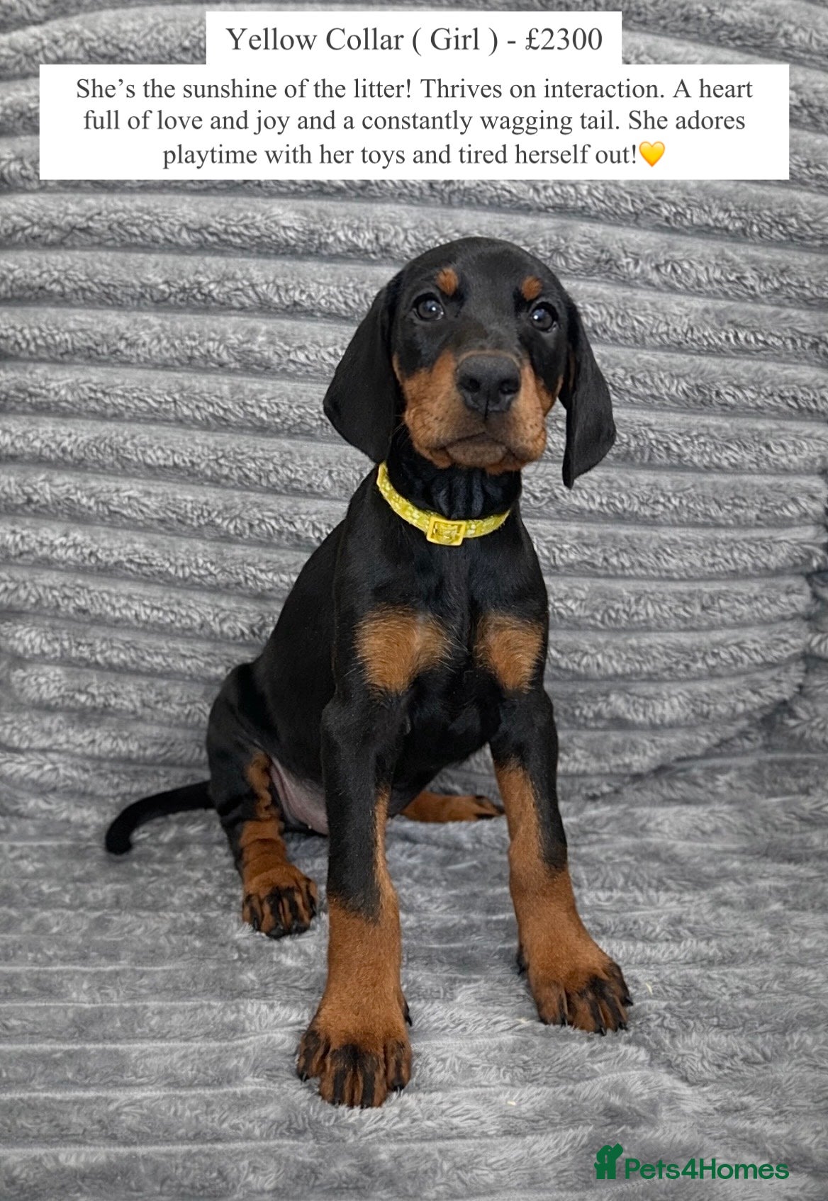 Dobermann dogs Top KC Registered Doberman Pups! 🩷2 Girls Left!🩷 - Advert 7