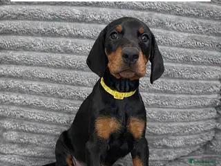 Dobermann dogs Top KC Registered Doberman Pups! 🩷2 Girls Left!🩷 - Advert 7