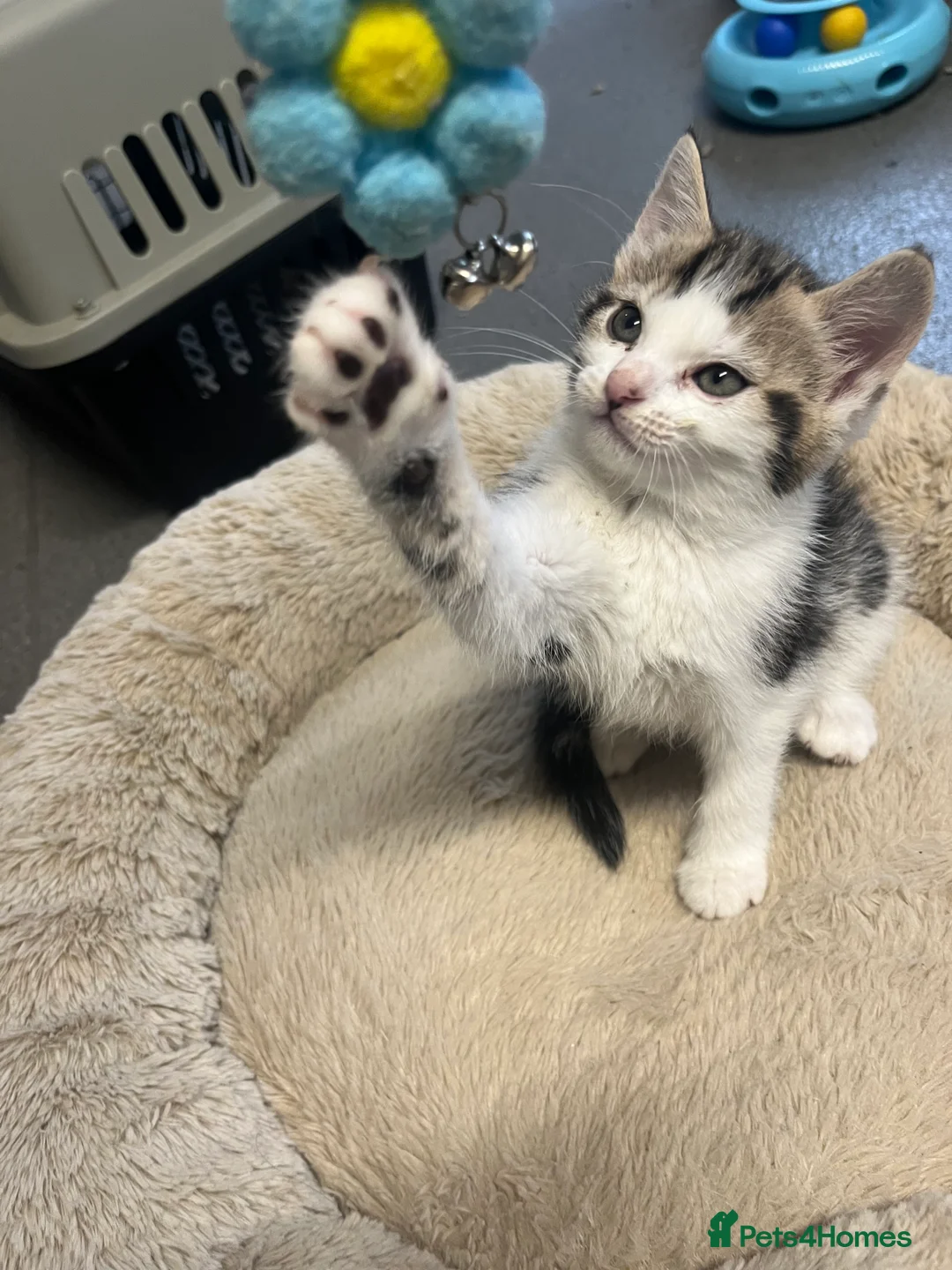 Mixed Breed cats for sale: Stunning 8 week old Mixed Breed Female kittens - Advert 5
