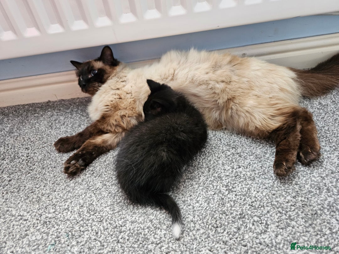 Ragdoll cats for sale: Adorable 9 Week Old Kittens - Litter Trained - Image 18