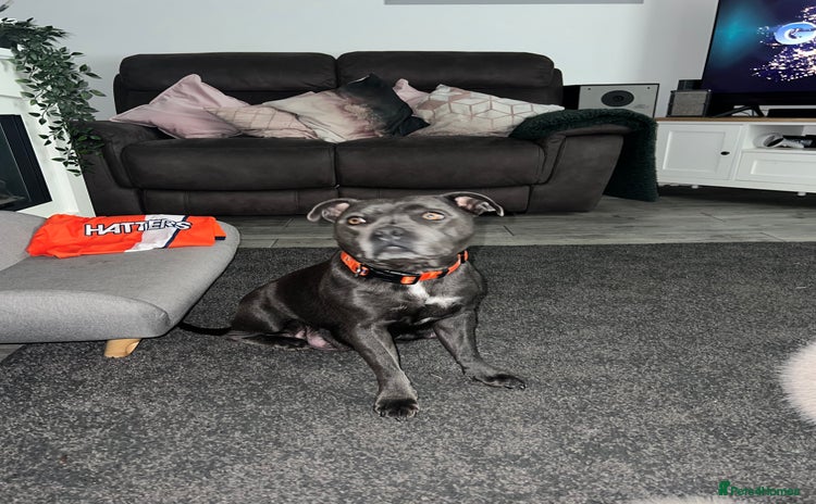 Staffordshire Bull Terrier dogs - Advert 12