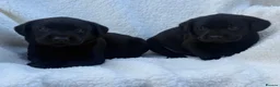 Labrador Retriever dogs for sale: Labrador retriever - Advert 4