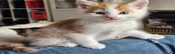 Mixed Breed cats for sale: *LAST KITTEN LEFT* REDUCED Kittens for sale  - Advert 3