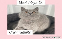 British Shorthair cats for sale: 🌸 Champion GCCF British Shorthair’s 🌸 - Image 6