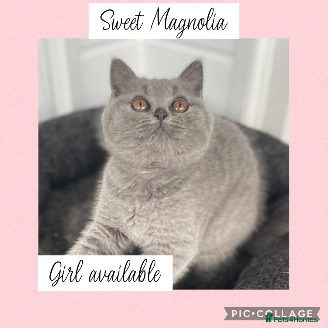 British Shorthair cats for sale: 🌸 Champion GCCF British Shorthair’s 🌸 - Image 6