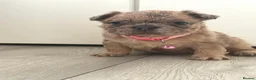 French Bulldog dogs for sale: Stunning French bulldog puppies  - Advert 24