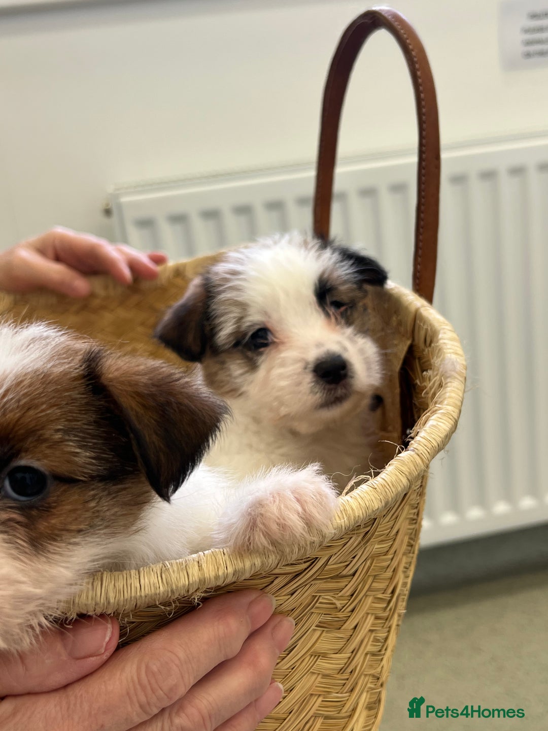 Jack Russell dogs for sale: KC registered rough coated JR pups - Advert 8