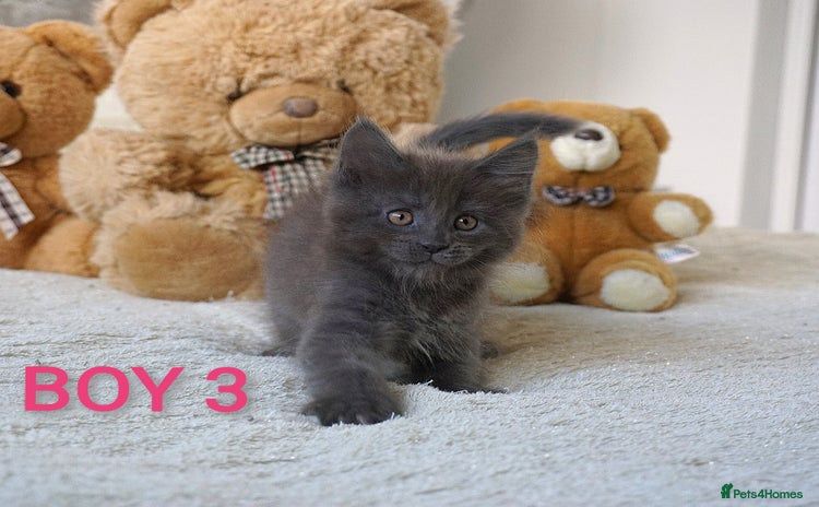 Maine Coon cats - Advert 1