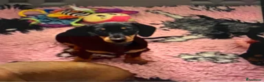 Dachshund Puppy 6
