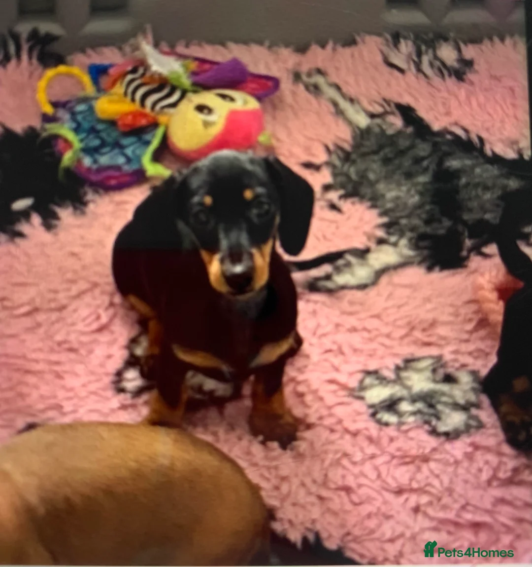 Dachshund dogs for sale: KC Miniature Smooth haired Dachshund  in Middlesbrough - Advert 15