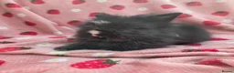 Lionhead rabbits for sale: Fluffy Teddy lion head x Angora ☆8weeks ready now - Advert 17