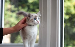 Ragdoll cats for sale: Beautiful Loving Ragdoll Kitten - Lola 🐾🩷 - Image 4