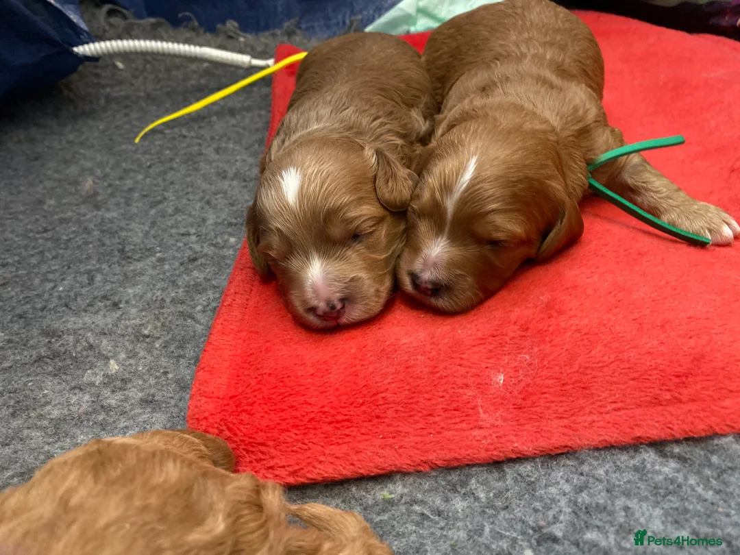 Miniature Poodle dogs for stud: Stud, PRA, red miniature poodle Kent, Surrey in Tonbridge - Advert 7